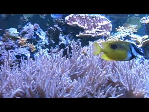 Relaxing Music Therapy - Relaxing Nature Scenes - Relaxing Aquarium (Insomnia Remedy)