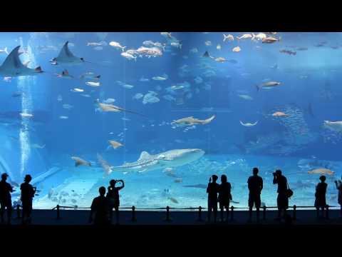 Kuroshio Sea - 2nd largest aquarium tank in the world - (song is Please don't go by Barcelona)