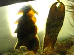 The egg capsule of a swell shark (on the right).The swell shark is oviparous and they lay two green or amber[7] flattened eggs which are attached to the reef with tendrils.