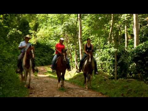 Honduras: Coffee Plantation Tours