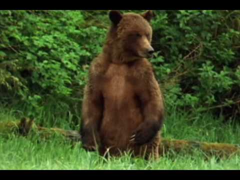 Alaska Brown Bear Trapped