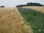 Feldversuch am Mechtenberg im Vorfeld der RUHR.2010, als „Farbachse“ im Rahmen des Projekts „Zwei Berge – eine Kulturlandschaft“ angelegter Blühstreifen mit Kornblumendominanz (Centaurea cyanus) im Getreidefeld