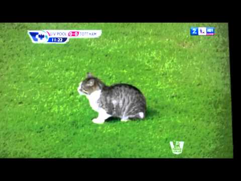 The Anfield Cat : Liverpool Vs Tottenham 06/02/2012