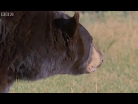 Wildfire panic - Big Sky Bears - BBC