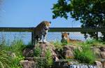 Jaguars Realm of the Red Ape is a GBP3.5 million extension to the existing orangutan house, home to Bornean and Sumatran orangutans, and is the most expensive capital project in the Zoo's history.