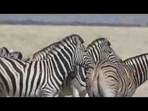 zebras in Etosha