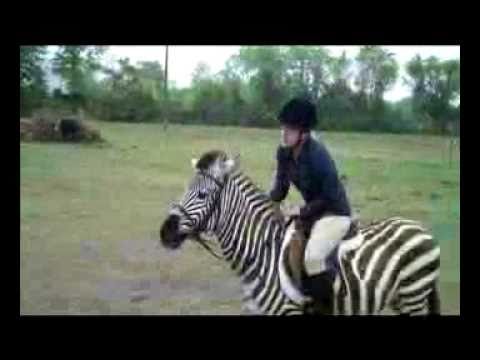 Zack the Zebra Jumping