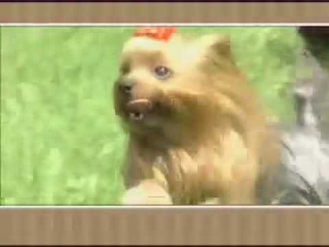 Meet the Breed - Yorkshire Terrier