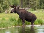 Bull moose browses beaver pond near Grand Tetons. The moose is a herbivore and is capable of consuming many types of plant or fruit.