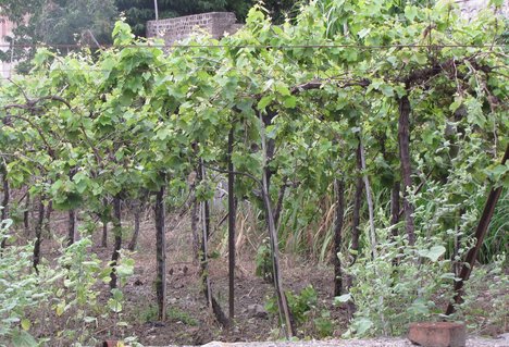 Grape fruit farming - agriculture - crop