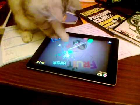 Cat Plays Fruit Ninja on iPad