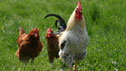 Chicken © Leca Isabelle - Fotolia.com