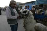 A Palestinian vendor shows his livestock to buyers at market Rafah, southern Gaza Strip, on November 03, 2011 ahead of the Muslim Eid al-Adha festival at the end of the week. Muslims across the world are preparing to celebrate the annual 