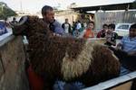 A Palestinian vendor shows his livestock to buyers at market Rafah, southern Gaza Strip, on November 03, 2011 ahead of the Muslim Eid al-Adha festival at the end of the week. Muslims across the world are preparing to celebrate the annual 