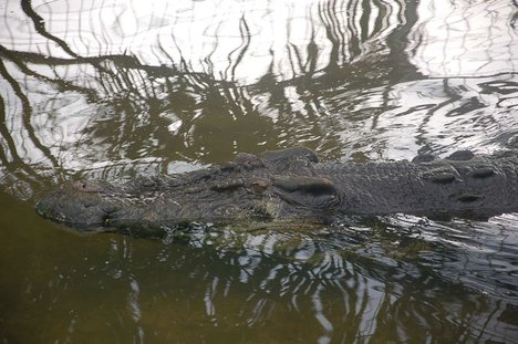 Bunawan, Agusan del Sur, Philippines - home of Lolog, the World's Largest living crocodile in captivity