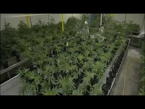 British Medical Cannabis - BBC Inside Out