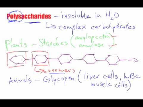 Bio B3 - Polysaccharide Macromolecules