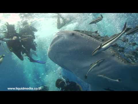 HD Underwater Video Footage - A Week of Diving with Whale Sharks @ Koh Tao, Thailand by Liquid Media