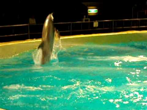 Dolphin Show