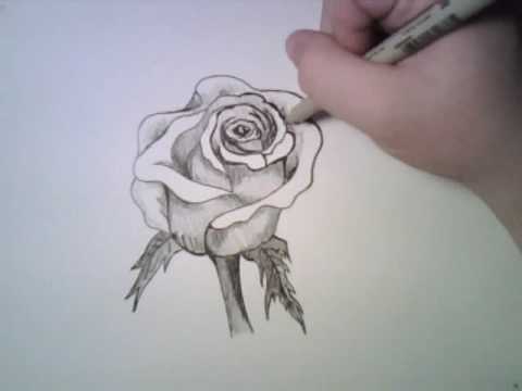 Drawing a Rose