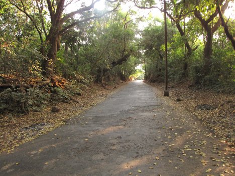 The road through forest - green trees and gray road - colours of nature