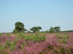 Lüneburg Heath after the end of the Weichselian Ice Age (115,000 to 10,000 years ago) the first woods appeared in the area that now forms the Lüneburg Heath which, following the natural ecological succession and encouraged by a gradual improvement in the climate