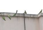 Parrots on the building wall - birds - nature