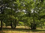 Old coppices (Stühbüsche) near Niederhaverbeck. The greater part (about 58%) of the Lüneburg Heath Nature Reserve consists of woods, primarily pine forests, which were planted in the second half of the 19th century on former heathland and drifting sand