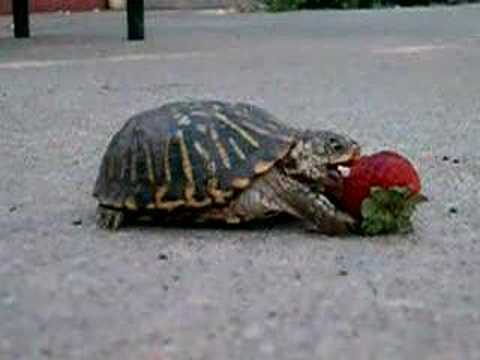 Box Turtle Eating Strawberry