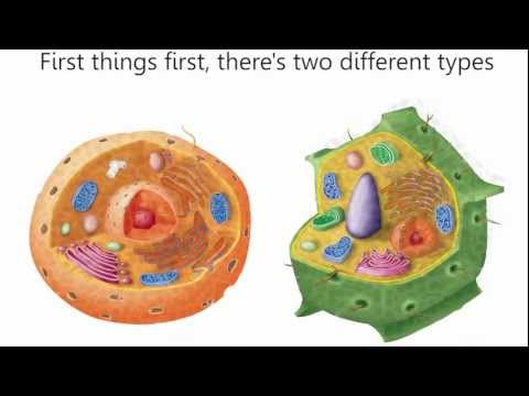 Cells Cells - Parts of the Cell Rap