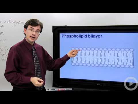 Cell Membrane - Cell Wall