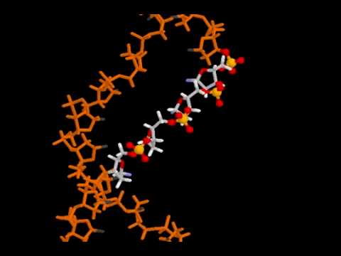 DNA Structure