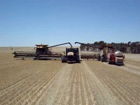 Harvest Glenvar 2007 - Wheat Australia big lexion