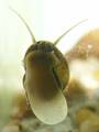 The sole of freshwater snail Bithynia tentaculata.