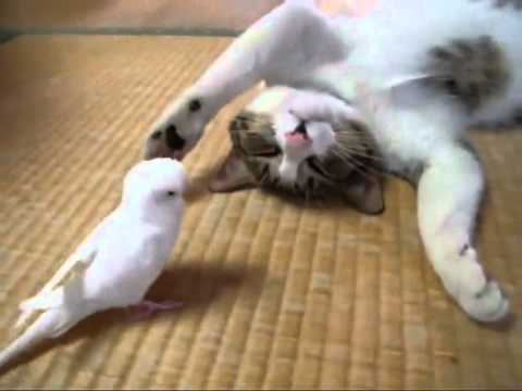 cat playing with a bird, really very cool