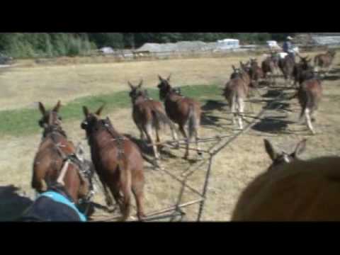 20 Mule Wagon Train