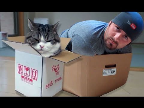 BARKING CAT IN A BOX!