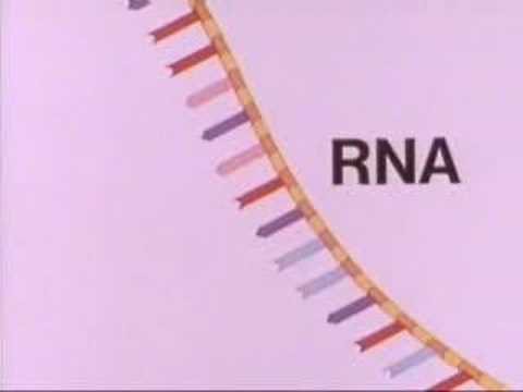 DNA - Duplication and Mutations