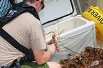 MARATHON, Fla. -- Florida Fish and Wildlife Conservation Commission (FWC) Officer Tommy Van Trees measures lobsters during a vessel examination in support of Lobster Mini-Season off Marathon July 28, 2011. The Coast Guard and FWC conducted numerous interagency patrols throughout the Florida Keys to promote safety and regulations observance during Lobster Mini-Season. U.S. Coast Guard photo by Petty Officer 2nd Class Nick Ameen. (1334227) ( Lobster Mini Season )