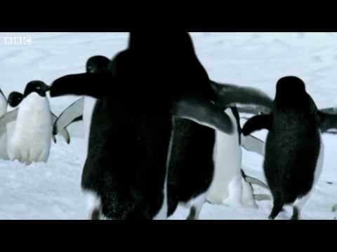 Penguins - BBC