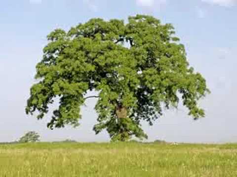 One Year Time Lapse, Oak Tree Timelapse