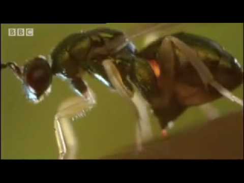 Oak tree and wasp eggs - Life in the Undergrowth - BBC Attenborough