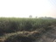 Agricultural land with sugarcane crop in the field - India