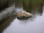 A close up view of the Grannie Stone. A large recumbent boulder known on the OS map as the 'Carlin's Stone' lies next to the Carlin Burn near Craig ends Farm below Cameron's Moss in East Ayrshire.