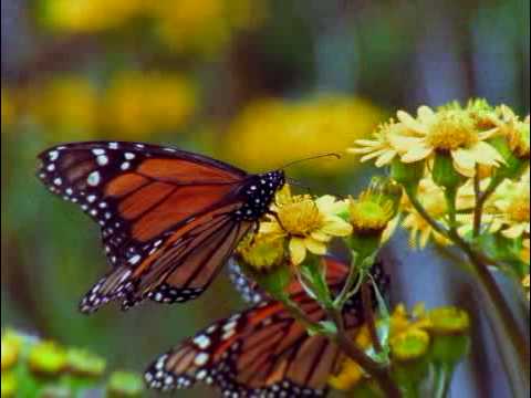 Monarch butterfly - amazing migration