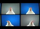 [Original - FULL VERSION] Dominoes Techno Chicken - FUNNY