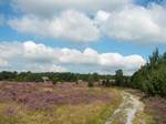 Heathland near Niederhaverbeck. The nature park belongs to the former province (Regierungsbezirk) of Lüneburg and, after its expansion in 2007, includes parts of the districts of Harburg, Lüneburg and Soltau-Fallingbostel.