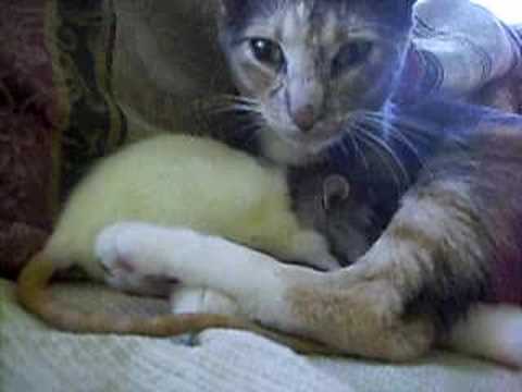 Cat Grooms Rat