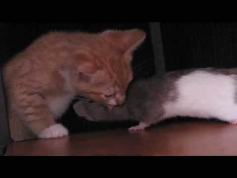 Cat Meets Rats