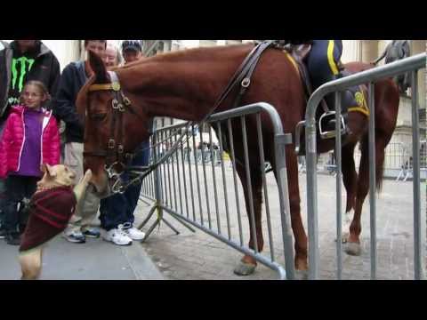 Adorable Dog (Frenchie!) Plays with NYPD Police Horse on Wall Street